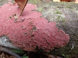 Hymenochaete cruenta image