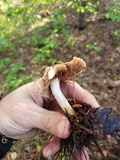 Hebeloma velutipes image