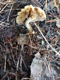 Hebeloma velutipes image