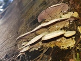 Trichaptum abietinum image