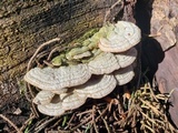 Trichaptum abietinum image