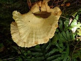 Image of Laetiporus cremeiporus