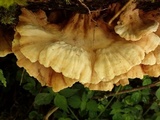 Laetiporus cremeiporus image