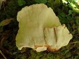 Laetiporus cremeiporus image