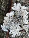 Physcia biziana image