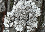 Physcia biziana image