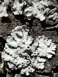 Physcia biziana image