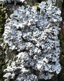 Physcia biziana image