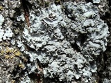 Physcia dimidiata image