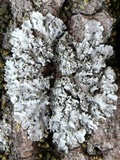 Physcia dimidiata image