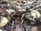 Helvella solitaria image