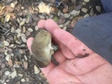 Helvella solitaria image