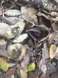 Helvella solitaria image