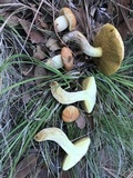 Suillus kaibabensis image