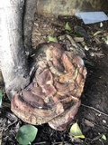 Ganoderma polychromum image