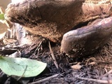Ganoderma polychromum image