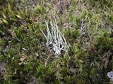 Cladonia maxima image