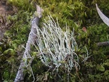 Cladonia maxima image