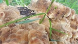 Laetiporus persicinus image