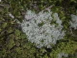 Cladonia portentosa image