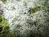 Cladonia portentosa image