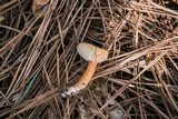 Lactarius oculatus image