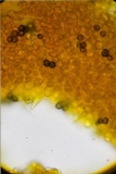 Lactarius oculatus image