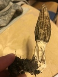 Morchella septimelata image