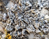 Phaeophyscia hirsuta image