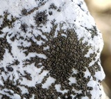 Staurothele drummondii image