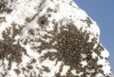 Staurothele drummondii image