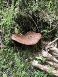 Tapinella atrotomentosa image