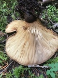 Tapinella atrotomentosa image