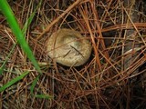 Inocybe corydalina image