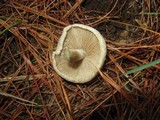 Inocybe corydalina image