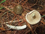 Inocybe corydalina image