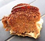 Trametopsis cervina image