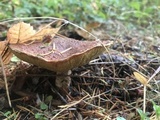Suillus lakei image