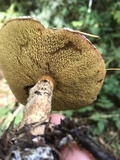 Suillus lakei image