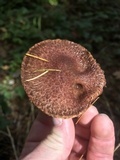 Suillus lakei image