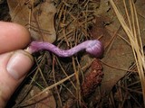 Inocybe lilacina image