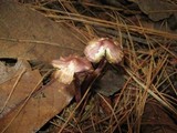 Inocybe lilacina image