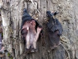 Gyromitra infula image