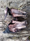 Gyromitra infula image