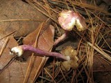 Inocybe lilacina image