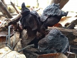 Gyromitra infula image