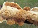 Trametopsis cervina image