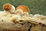 Trametopsis cervina image