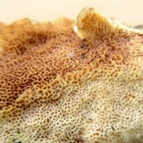 Trametopsis cervina image