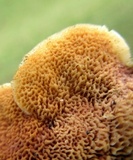 Trametopsis cervina image